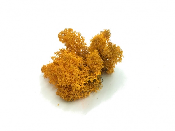 Norwegian Reindeer Moss ( Box 500g Gross ) Color Yellow Autumn